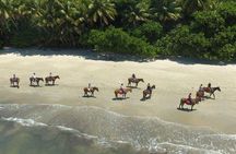 Mid-Morning Beach Horse Ride in Cape Tribulation