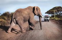 1 Day safari to Amboseli National park.