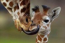 1 Day safari to Amboseli National park.