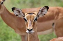 1 Day safari to Amboseli National park.