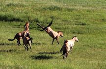 Private - Mongol Nomadic Show & Khustai National Park Day Trip