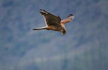 Private - Mongol Nomadic Show & Khustai National Park Day Trip