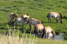 Private - Mongol Nomadic Show & Khustai National Park Day Trip