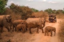 Udawalawe Safari & Waulpane Caving day tour from Colombo