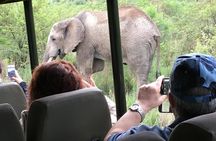 Pilanesberg National Park Safari from Johannesburg