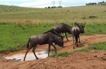 Rhino and Lion Nature Reserve