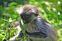 Jozani Forest Reserve Half-Day Guided Tour from Zanzibar