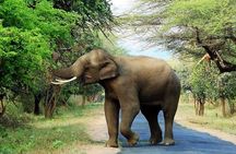 Chinnar Wild-life Visiting Tour (Eravikulam National Park)