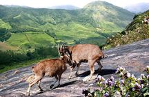 Chinnar Wild-life Visiting Tour (Eravikulam National Park)