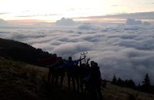 Organic Pokut Tour