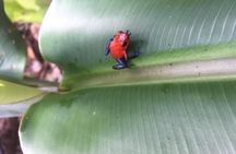 Wildlife rainforest Hiking sloth & Chocolate -Coffee tour