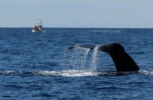 Private Family Whale & Dolphin Adventure in San Diego
