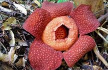 Cameron Highlands: Nature's Wonder Amazing Rafflesia Explorer