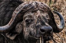 Kruger National Park Sunrise Half-Day Safari Tour