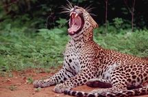Yala Full Day Private Tour and Safari from Colombo or Negombo