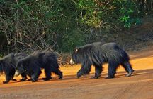 Yala Full Day Private Tour and Safari from Colombo or Negombo