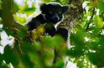 Two days tour to Andasibe NP