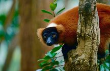 Two days tour to Andasibe NP
