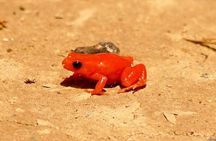 Two days tour to Andasibe NP