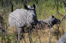 Victoria Falls Rhino Encounter Game Drive!