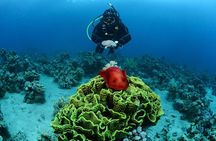 Shore Certified Diving - Two Dives