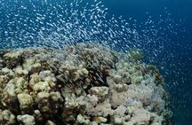 Shore Certified Diving - Two Dives