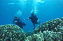 Shore Discover SCUBA Diving/Introductory Diving - One Dive
