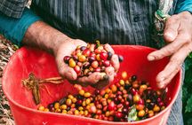 Private tour: Colombian Coffee Farm & Culture from Medellin - From crop to cup!
