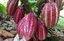 Private tour: Peacebuilding in Antioquia - From Coca Fields to Cocoa!