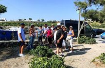 Santorini Half Day Wine Tasting & Winery Tour with Pickup