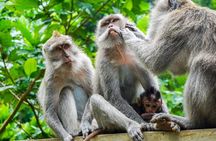 Best Bali Car Charter Service 