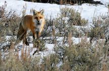 Wildlife & Wolf Private Tour with Lunch