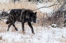 Wildlife & Wolf Private Tour with Lunch