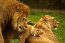 5 Day - Hluhluwe, Isimangaliso & Drakensberg Safari from Durban