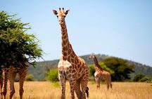 1 Day Safari Isimangaliso - Boat Cruise & Game Drive Fr Durban 