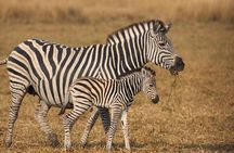 Safari Half-Day - Tala Game Reserve & Phezulu Centre from Durban 