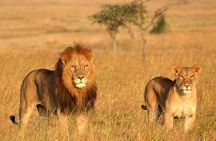 Safari Half-Day - Tala Game Reserve & Phezulu Centre from Durban 