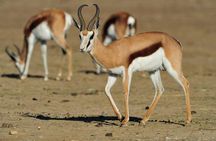 Safari Half-Day - Tala Game Reserve & Phezulu Centre from Durban 