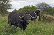 3 Days Isimangaliso Wetland & Hluhluwe Imfolozi Tour From Durban