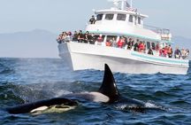Whale watching tour to Mirissa From Hotels - Galle, Hikkaduwa, Bentota 