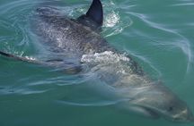 Shark Cage Diving Viewing Only