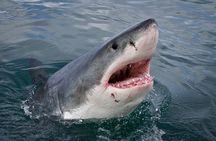 Shark Cage Diving Viewing Only