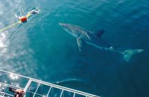 Shark Cage Diving Viewing Only