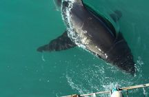 Shark Cage Diving Viewing Only