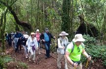 Best Kilimanjaro Adventures 6 Days Marangu Route Experience