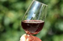 Half Day Great Vineyard Tour from Avignon