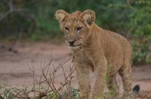 08 days Classic Uganda Primate Tour 
