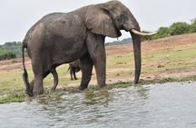 08 days Classic Uganda Primate Tour 