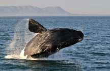 From Cape Town: Full Day Guided Hermanus and Whale Tour