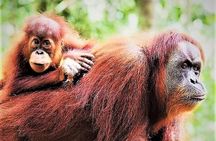 Monkey Business 2 days - 1 night Jungle Trekking (including rafting)